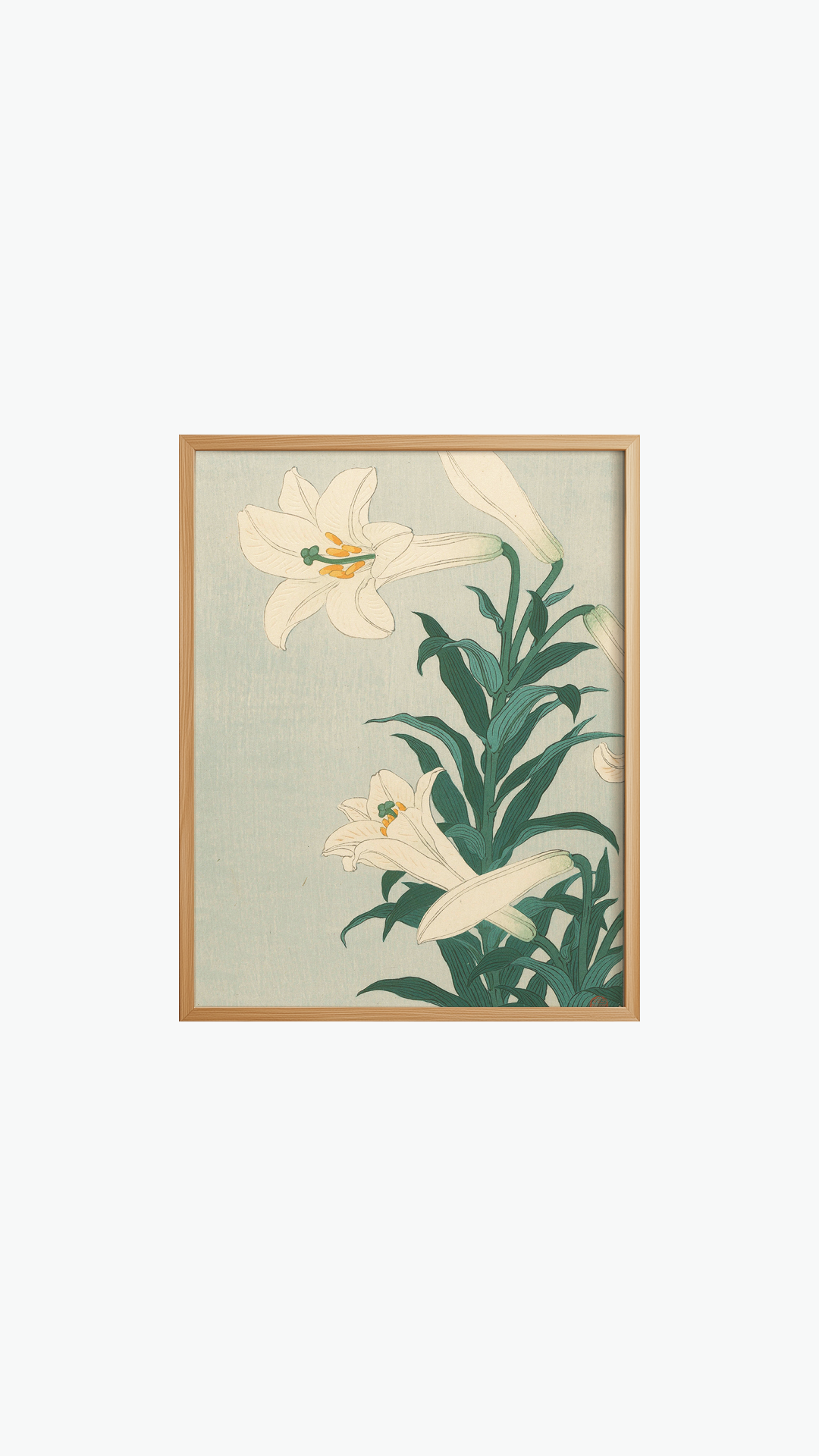 SERENE LILY