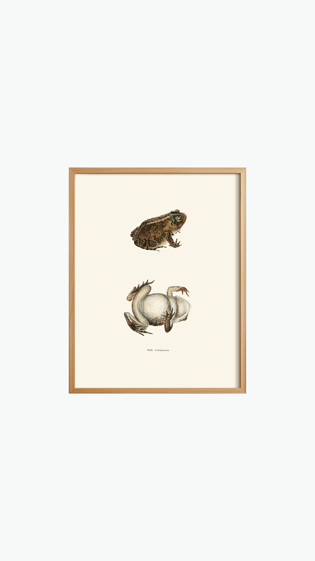 FROG BOTH SIDES