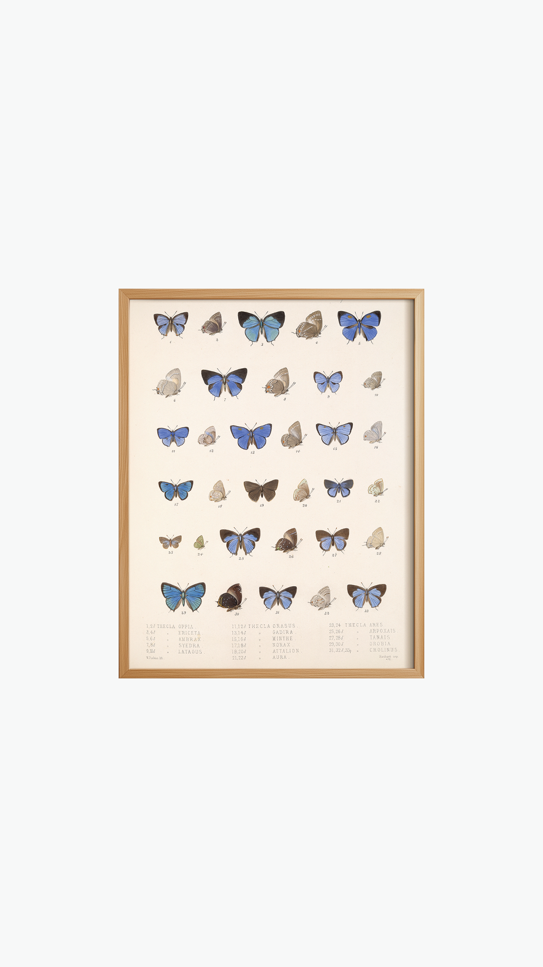 BUTTERFLY DIVERSITY