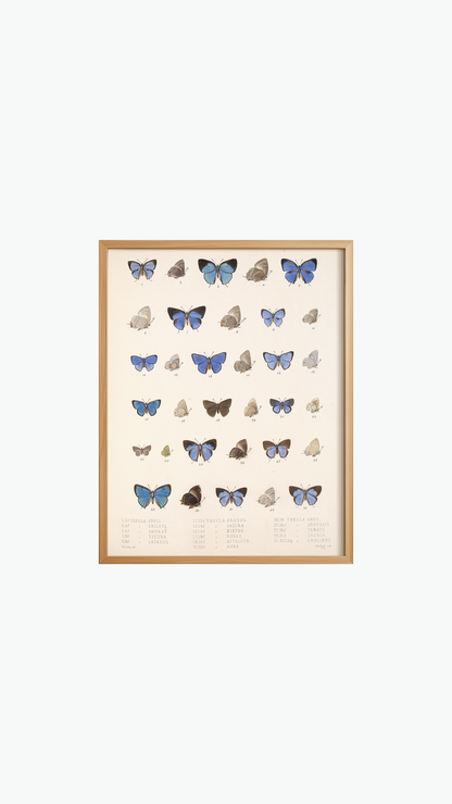 BUTTERFLY DIVERSITY
