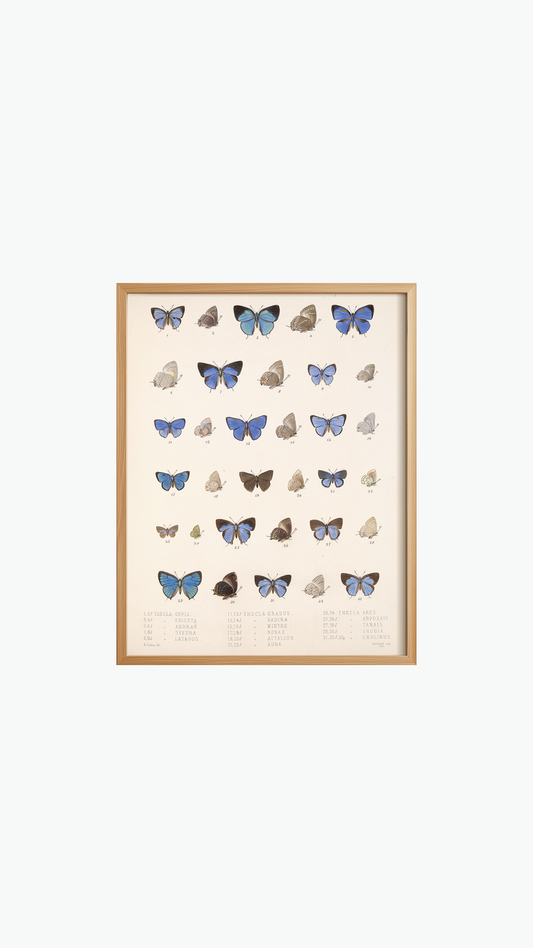 BUTTERFLY DIVERSITY