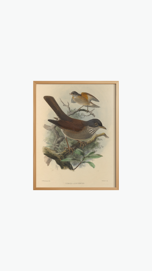 BIRDS SONGS