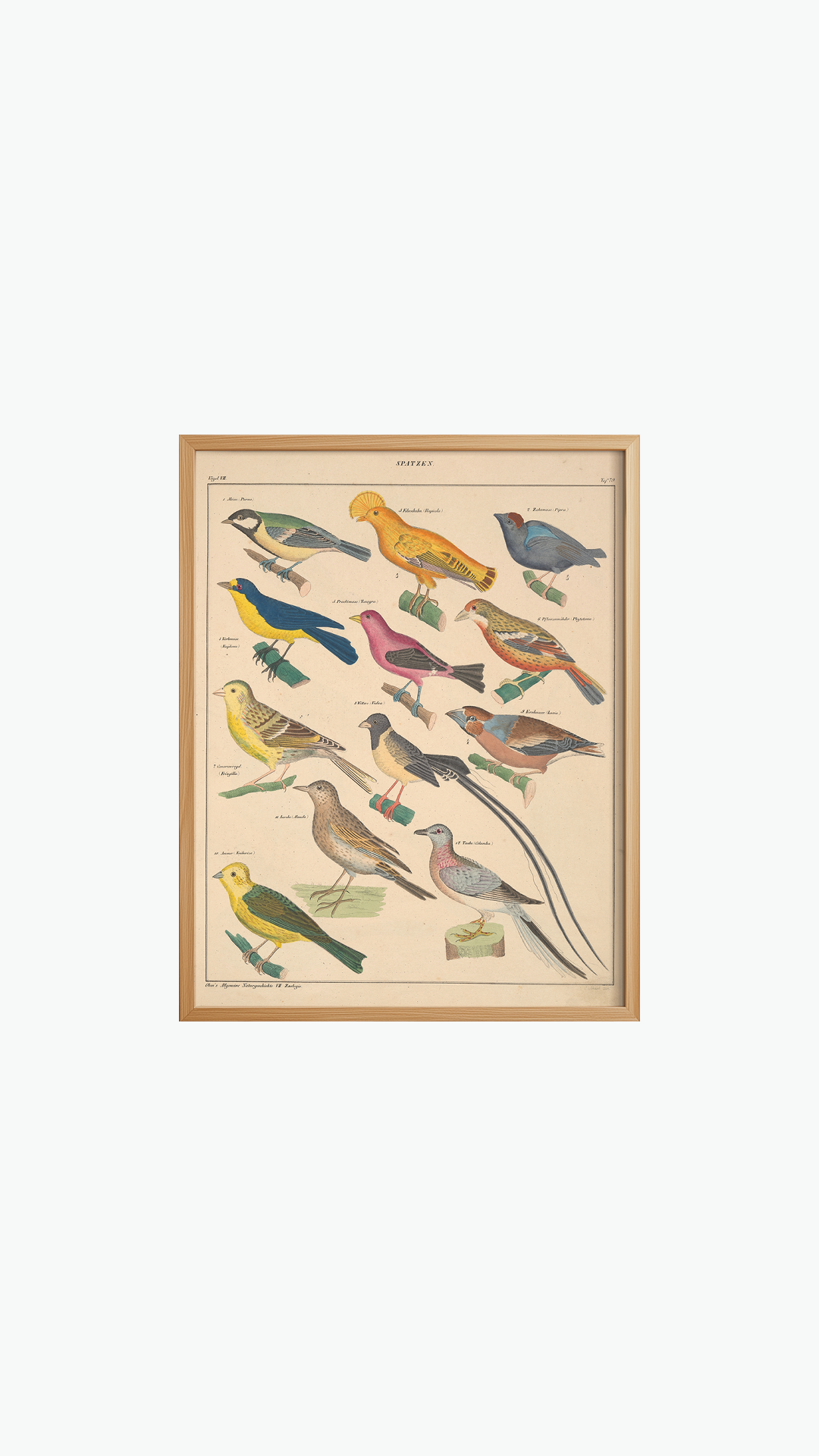 BIRD SPECIES