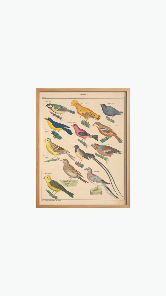 BIRD SPECIES