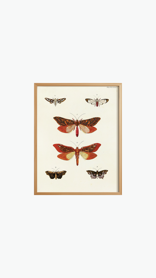 BUTTERFLY FAMILY