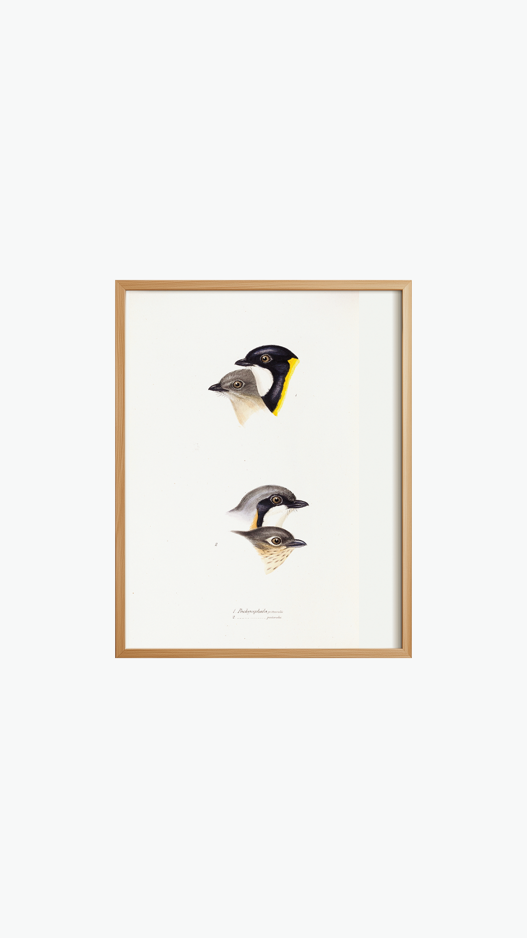 BIRD FACES