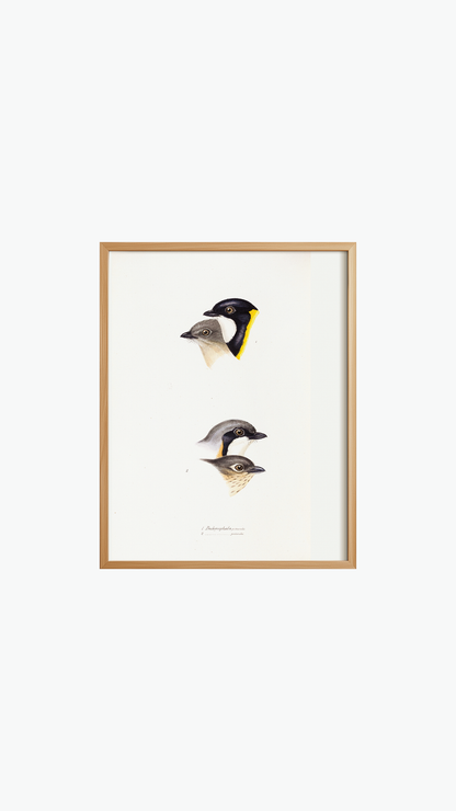 BIRD FACES