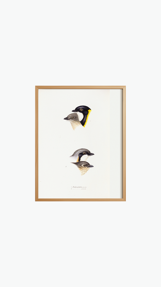 BIRD FACES