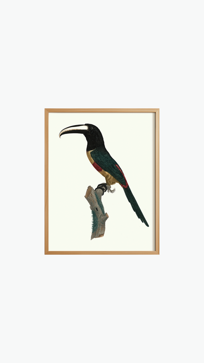 OBSERVANT TOUCAN