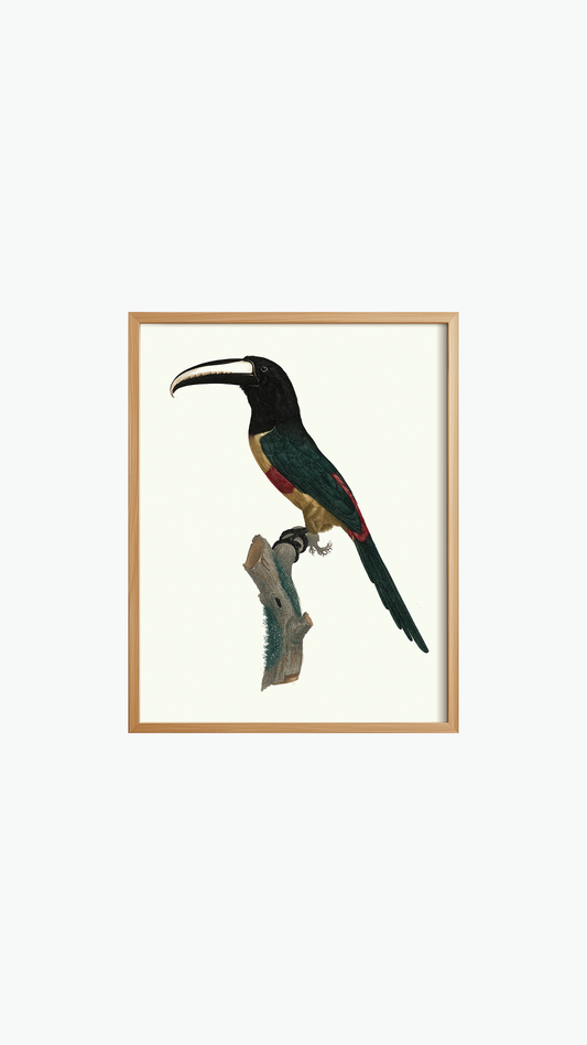 OBSERVANT TOUCAN